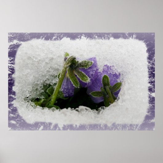 Twee paarse viooltjes poster (Voorkant)
