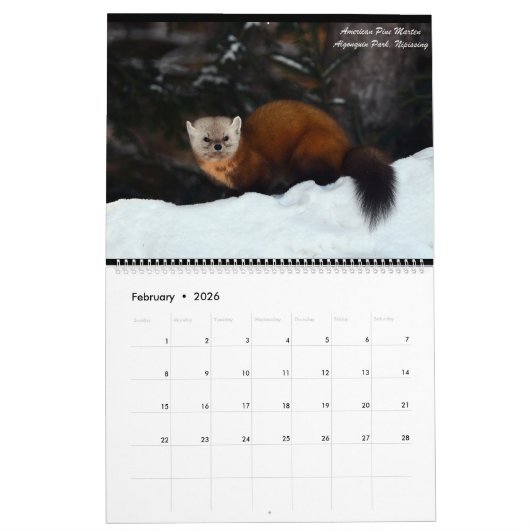 Twee pagina MediumCalendar, Wit Kalender (Feb 2026)