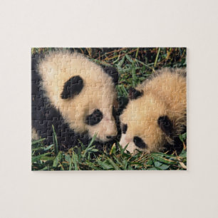 Twee panda cubs in de bamboe struik, Wolong, Legpuzzel