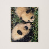 Twee panda cubs in de bamboe struik, Wolong, Legpuzzel (Verticaal)