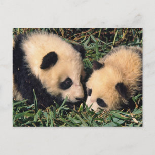 Twee panda welpen in de bamboestruik, Wolong, Briefkaart