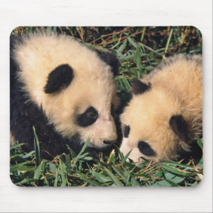 Twee panda welpen in de bamboestruik, Wolong, Muismat