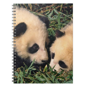 Twee panda welpen in de bamboestruik, Wolong, Notitieboek