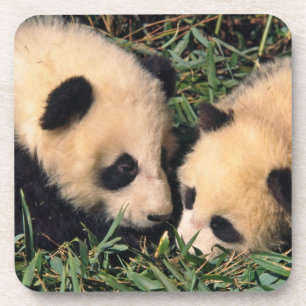 Twee panda welpen in de bamboestruik, Wolong, Onderzetter