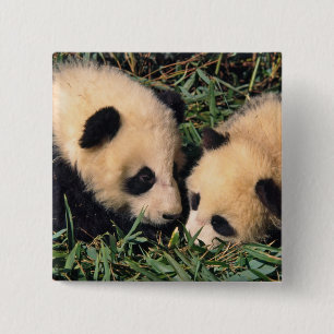 Twee panda welpen in de bamboestruik, Wolong, Vierkante Button 5,1 Cm