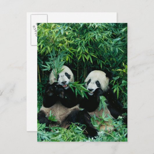 Twee panda's die samen bamboe eten, Wolong, 2 Briefkaart (Voorkant / Achterkant)