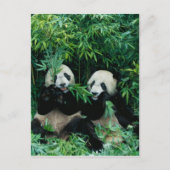 Twee panda's die samen bamboe eten, Wolong, 2 Briefkaart (Voorkant)