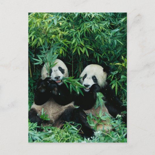 Twee panda's die samen bamboe eten, Wolong, 2 Briefkaart (Voorkant)
