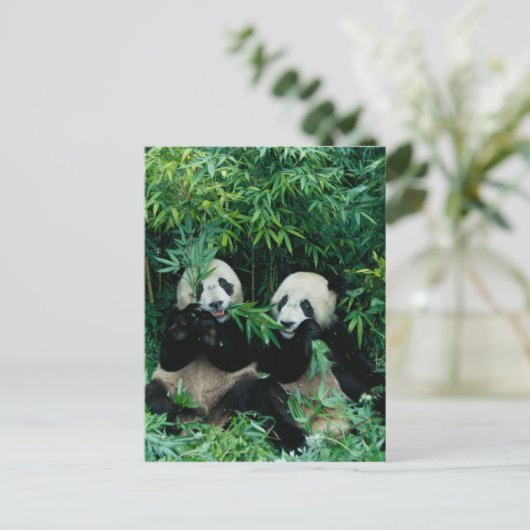 Twee panda's die samen bamboe eten, Wolong, 2 Briefkaart (Staand voorkant)