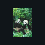 Twee panda's eten samen bamboe, Wolong Canvas Afdruk<br><div class="desc">COPYRIGHT Keren Su / DanitaDelimont.com | AS07 KSU1111.jpg | Twee panda's die samen bamboe eten,  Wolong,  Sichuan,  China</div>