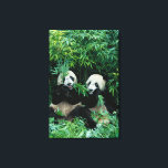Twee panda's eten samen bamboe, Wolong Canvas Afdruk<br><div class="desc">COPYRIGHT Keren Su / DanitaDelimont.com | AS07 KSU1111.jpg | Twee panda's die samen bamboe eten, Wolong, Sichuan, China</div>