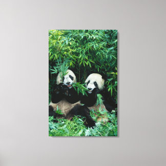 Twee panda's eten samen bamboe, Wolong Canvas Afdruk