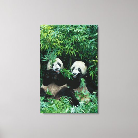 Twee panda's eten samen bamboe, Wolong Canvas Afdruk (Voorkant)