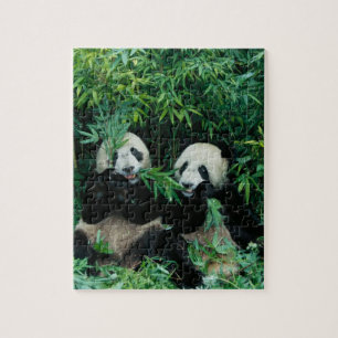 Twee panda's eten samen bamboe, Wolong Legpuzzel