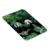 Twee panda's eten samen bamboe, Wolong Magneet (Rechterzijde)