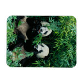 Twee panda's eten samen bamboe, Wolong Magneet (Horizontaal)