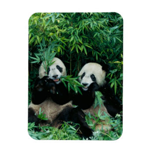 Twee panda's eten samen bamboe, Wolong Magneet