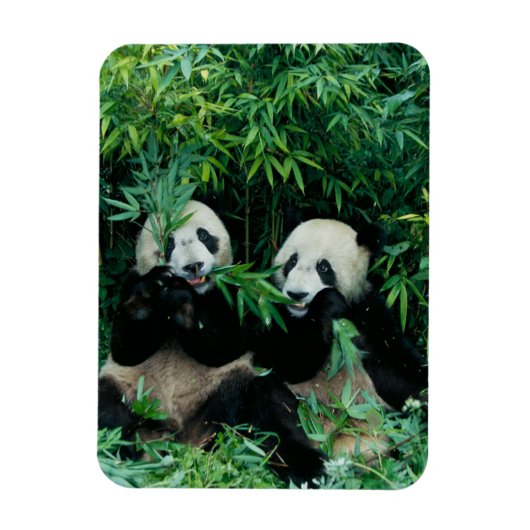 Twee panda's eten samen bamboe, Wolong Magneet (Verticaal)