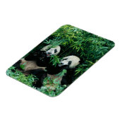 Twee panda's eten samen bamboe, Wolong Magneet (Linkerzijde)