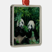 Twee panda's eten samen bamboe, Wolong Metalen Ornament (Rechts)