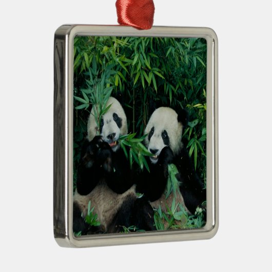 Twee panda's eten samen bamboe, Wolong Metalen Ornament (Rechts)