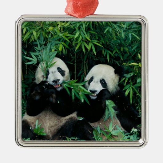 Twee panda's eten samen bamboe, Wolong Metalen Ornament (Voorkant)