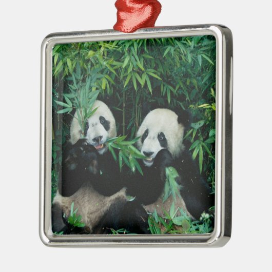 Twee panda's eten samen bamboe, Wolong Metalen Ornament (Links)