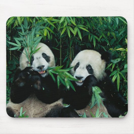 Twee panda's eten samen bamboe, Wolong Muismat (Voorkant)