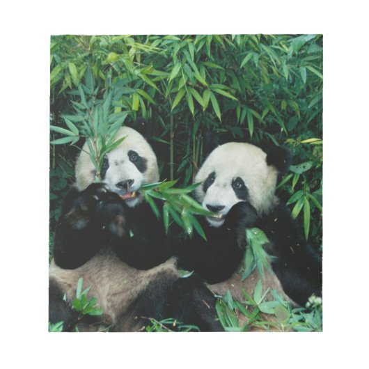 Twee panda's eten samen bamboe, Wolong Notitieblok (Voorkant)