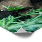 Twee panda's eten samen bamboe, Wolong Poster (Hoek)