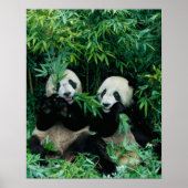 Twee panda's eten samen bamboe, Wolong Poster (Voorkant)