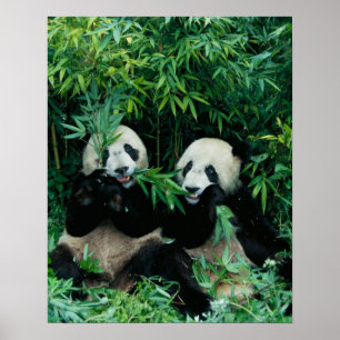 Twee panda's eten samen bamboe, Wolong Poster