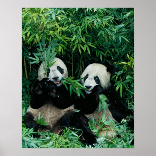 Twee panda's eten samen bamboe, Wolong Poster (Voorkant)