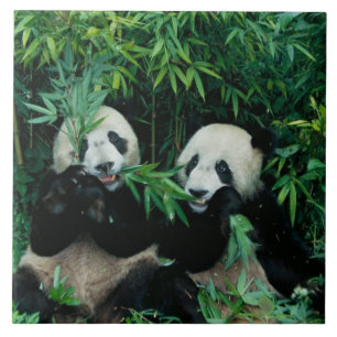 Twee panda's eten samen bamboe, Wolong Tegeltje