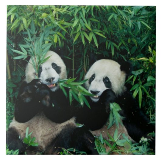 Twee panda's eten samen bamboe, Wolong Tegeltje (Voorkant)