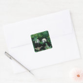 Twee panda's eten samen bamboe, Wolong Vierkante Sticker (Envelop)