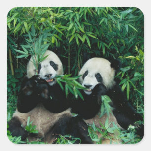 Twee panda's eten samen bamboe, Wolong Vierkante Sticker
