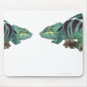 Twee Panther Chameleons Nosy be (Furcifer) Muismat