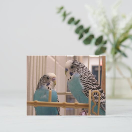 Twee parakeets briefkaart (Staand voorkant)