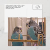 Twee parakeets briefkaart (Voorkant / Achterkant)