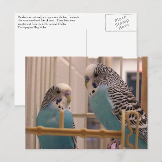 Twee parakeets briefkaart (Voorkant / Achterkant)