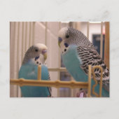 Twee parakeets briefkaart (Voorkant)