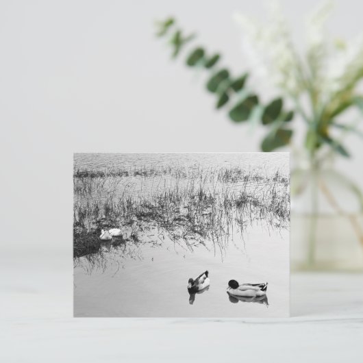 Twee paren eenden in zwart-wit briefkaart (Staand voorkant)