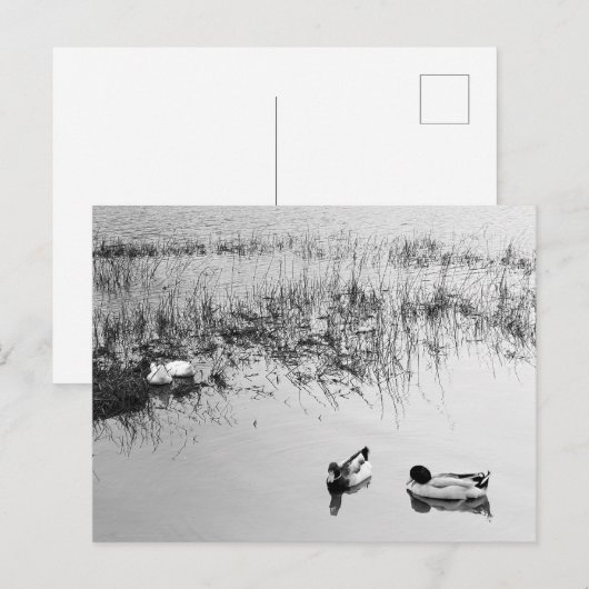 Twee paren eenden in zwart-wit briefkaart (Voorkant / Achterkant)