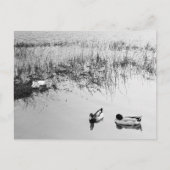 Twee paren eenden in zwart-wit briefkaart (Voorkant)