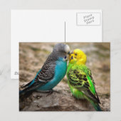 Twee Parkieten Briefkaart (Voorkant / Achterkant)