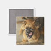 Twee Pekingese honden. Magneet (Voorkant / Achterkant)