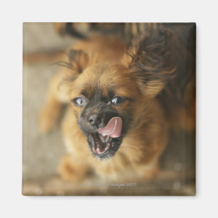 Twee Pekingese honden. Magneet
