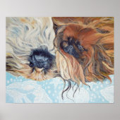 Twee pekingese honden poster (Voorkant)