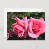 twee perfecte, roze roos bloemen. briefkaart (Voorkant / Achterkant)